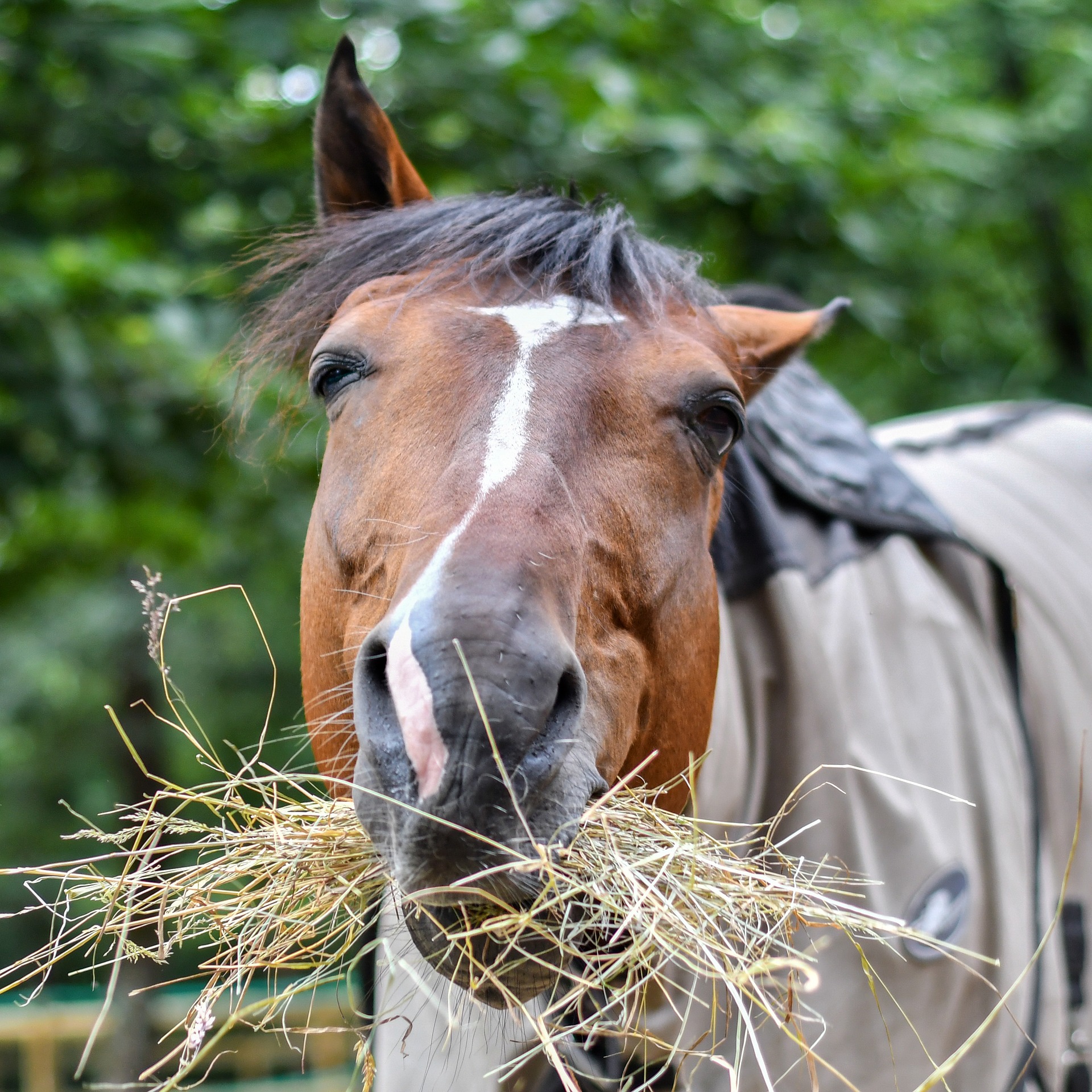 Paard staat hooi te eten