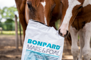 Merrie en veulen met Bonpard Mare&Foal