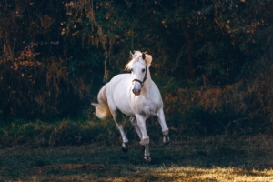 Wit paard in weide