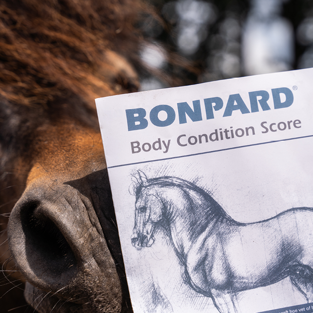 Neus van paard met flyer van de Body Condition Score