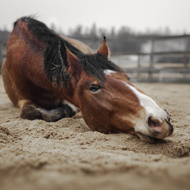 Paard rollend in het zand