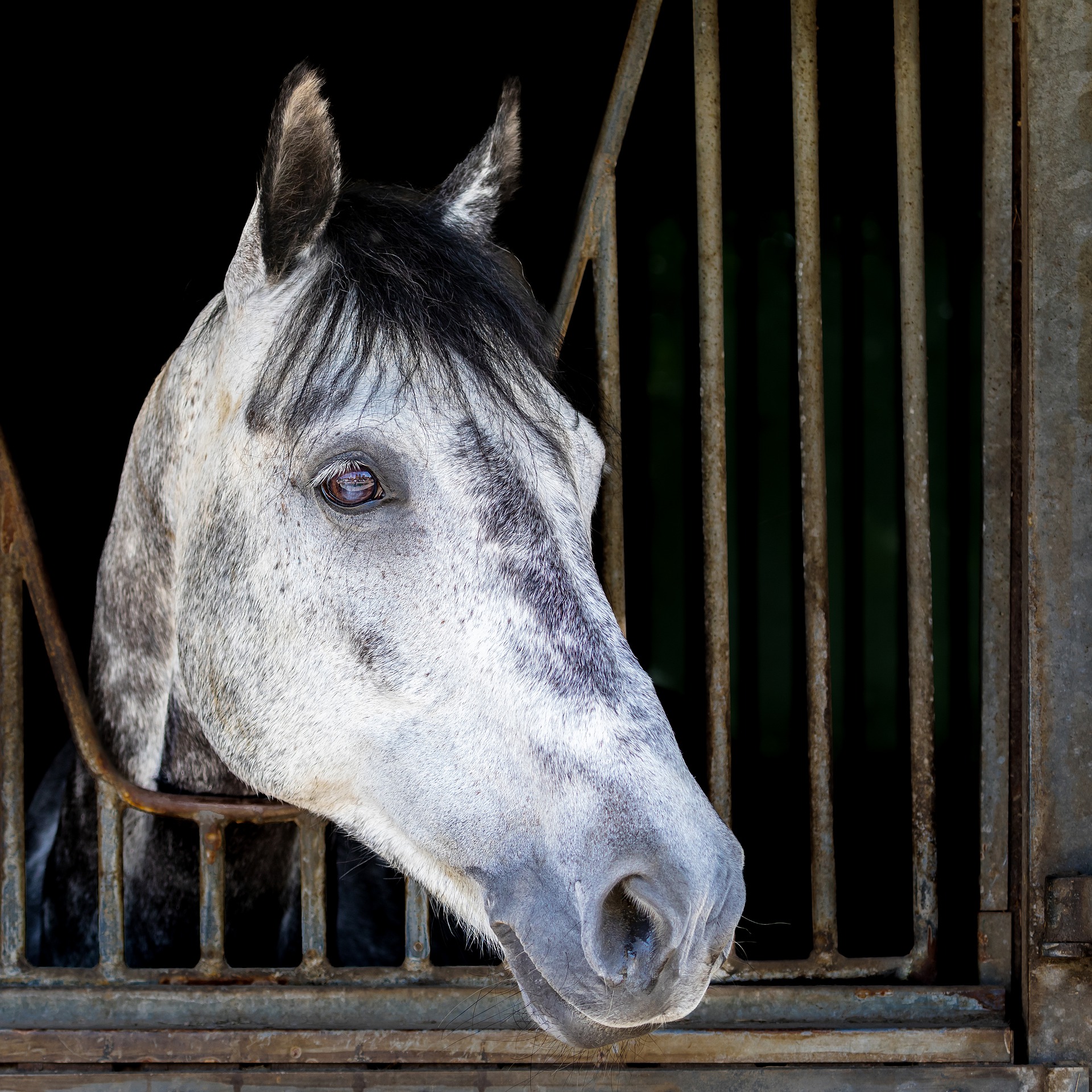 Ringlet Dapper Gooi Paarden op stal gezond houden - Bonpard