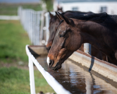 Paard drinkt voldoende water