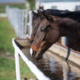 Paard drinkt voldoende water
