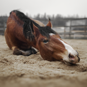 Paard rollend in het zand