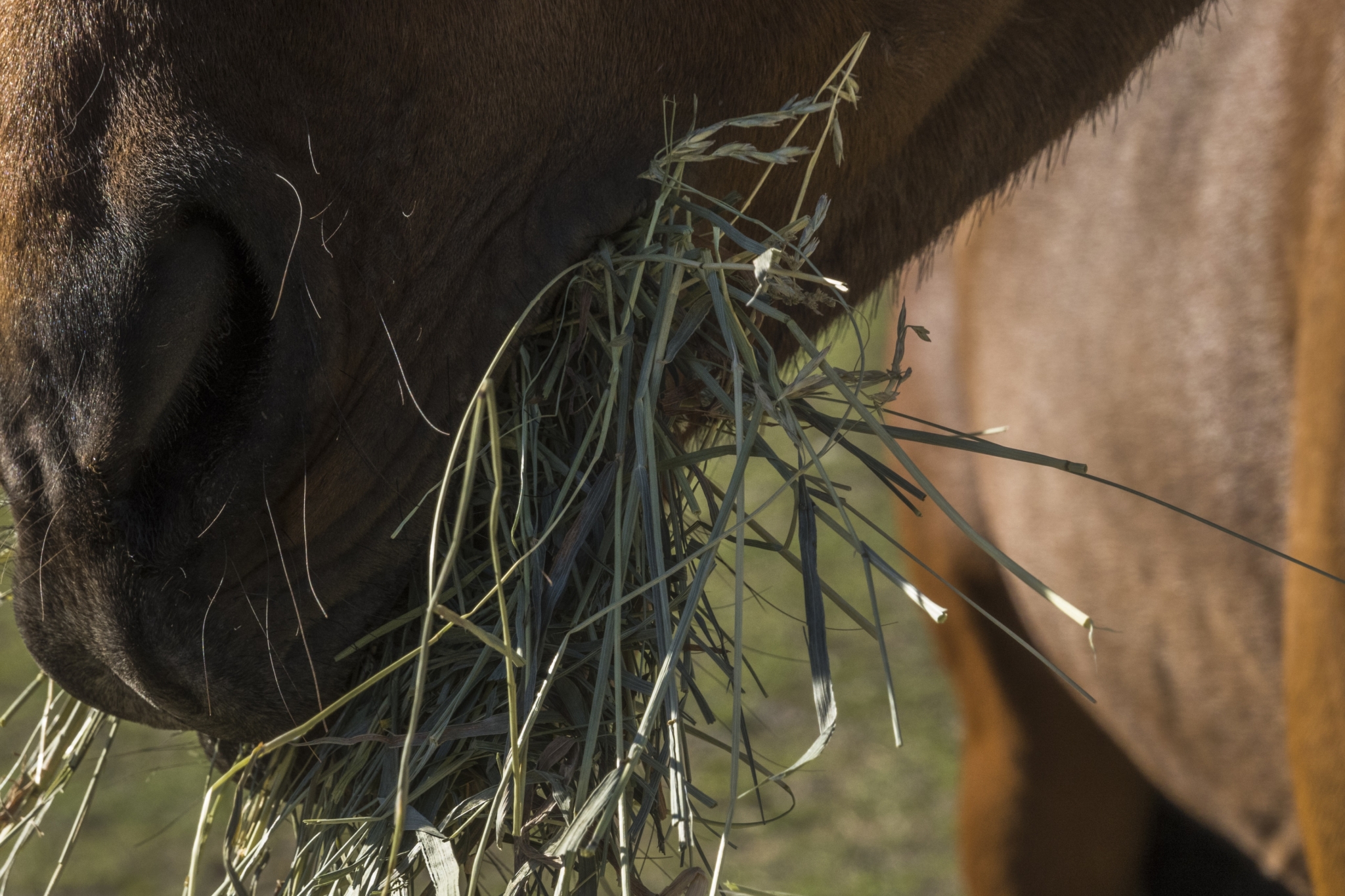 paard eet hooi; De invloed van een gebit van een paard op de vertering