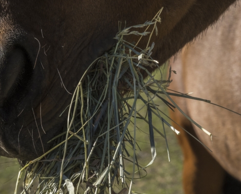 paard eet hooi; De invloed van een gebit van een paard op de vertering